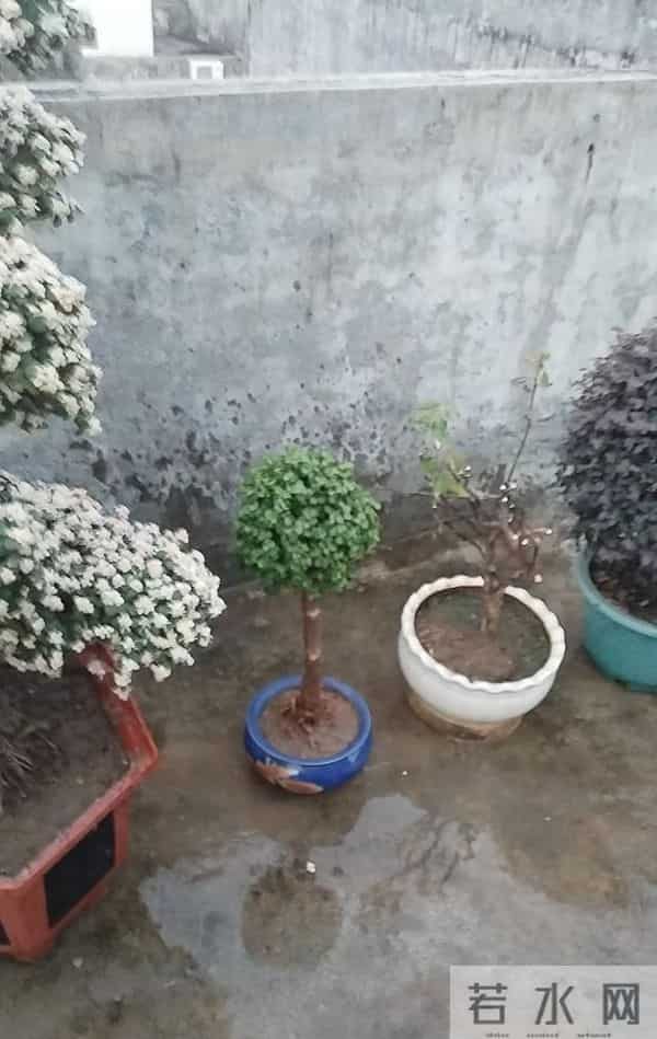 女子因金枝玉叶“太会造型”走红，盆盆是精品，网友：真是高手！