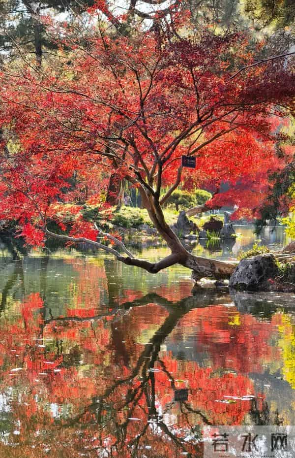 种树一定要种对位置！种错位置，后悔一辈子！