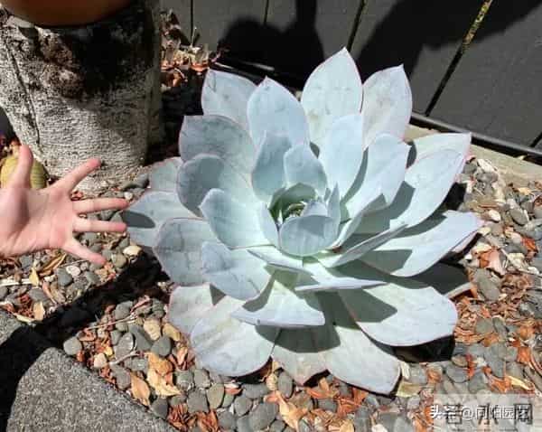 多肉地栽，长得比“脸盆”大，花盆限制了生长，地栽才是王道