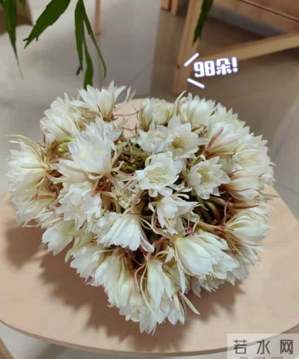 女子养5年的“昙花结果了”，犹如红宝石：晶莹剔透好美！