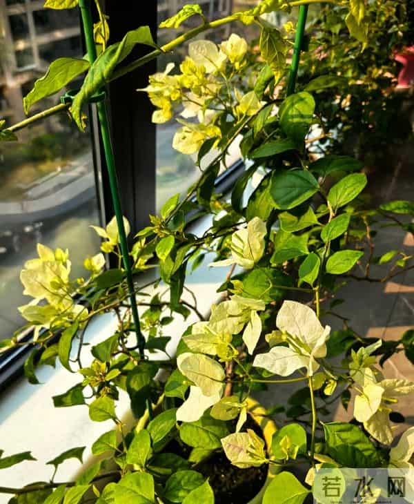 大叔用一把剪刀，把三角梅养成“艺术品”：造型美爆了，真牛！