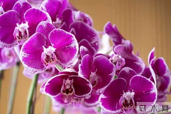 你家孩子也太旺了吧！喜鹊报喜+紫气东来，前程财运全拿捏。