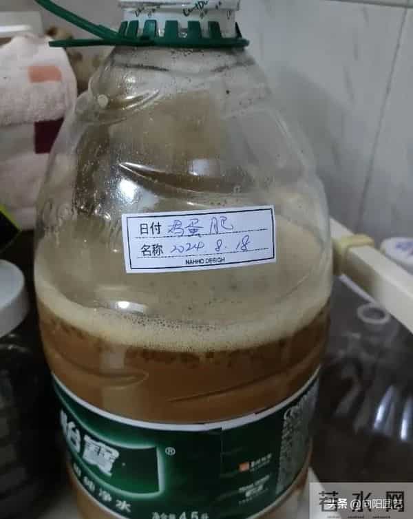 教你做“鸡蛋肥”，1颗鸡蛋发酵成肥料，养君子兰很好用！