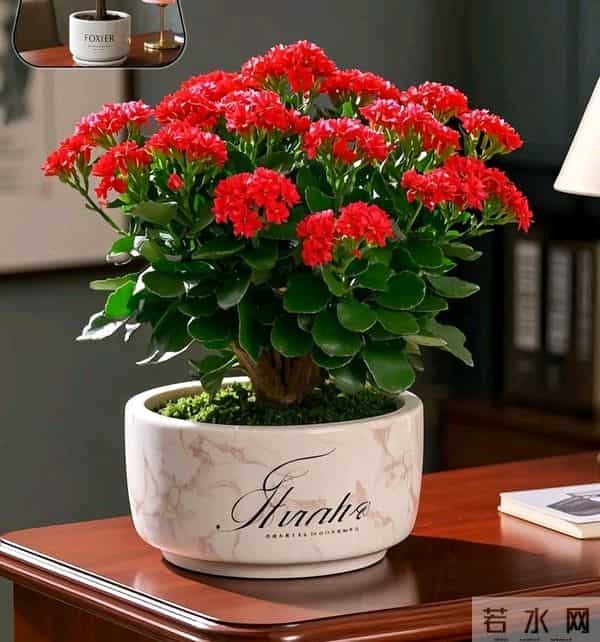 零下15℃也能开！4种“摆烂式”养花选手，新手闭眼入不踩坑