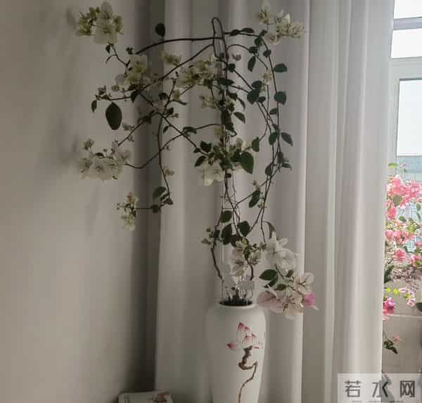 大叔用一把剪刀，把三角梅养成“艺术品”：造型美爆了，真牛！