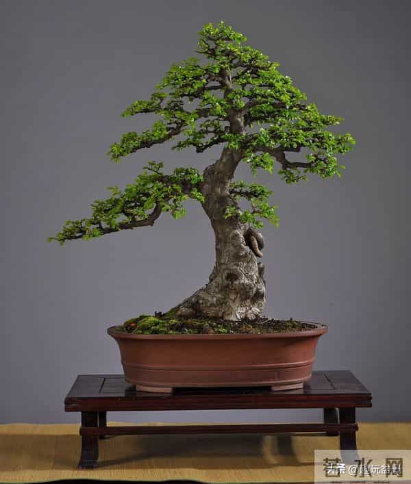 玩盆景，这几种树“至少要玩上一盆”！行家眼里的“硬通货”。