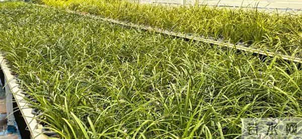 1432：种植者的朝气与兰花生息相关