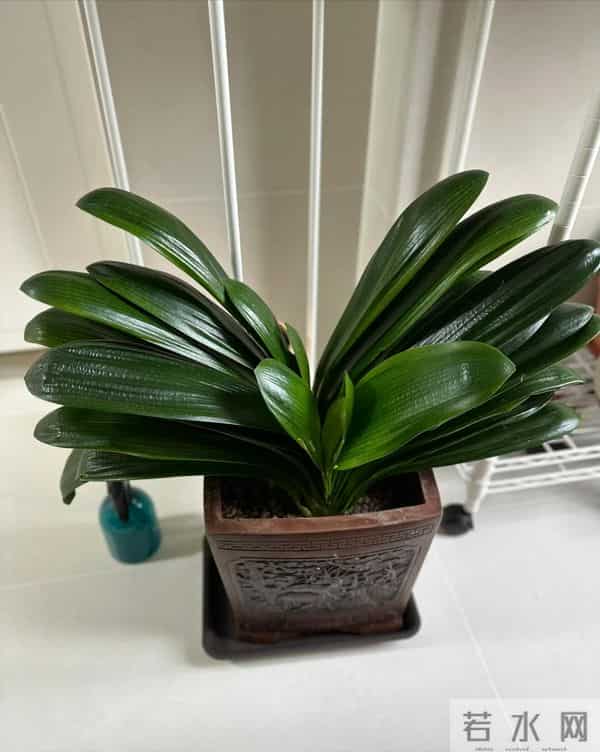 君子兰已被拉入黑名单，原因有4个，花友们别再养了