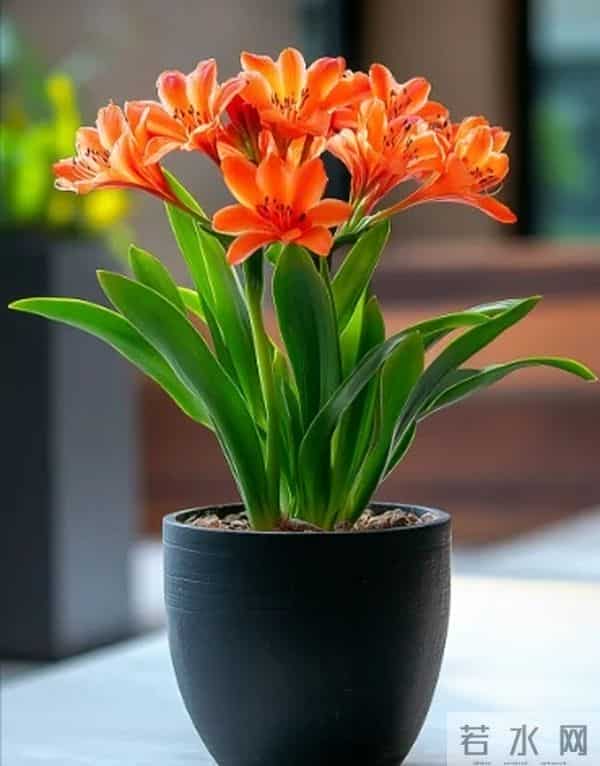 12月入手8款年宵花！摆家里年味拉满，新年日子红红火火