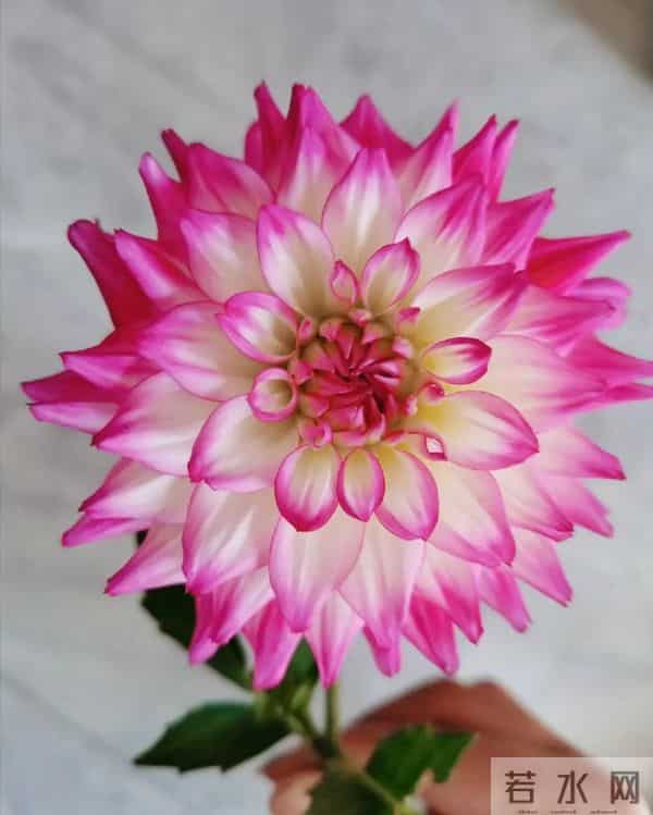 比脸大的“吉祥花”,竟然是“红薯块”长出来的!