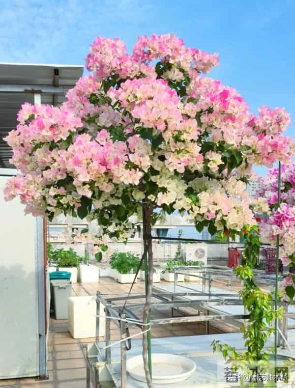 三角梅只在头顶开花？一招打顶 + 拉枝，满枝爆花不秃头！