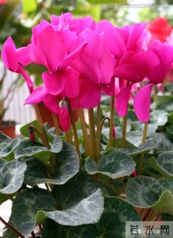 这十种年宵花，花色美，寓意好，富贵吉祥 ，好运连连