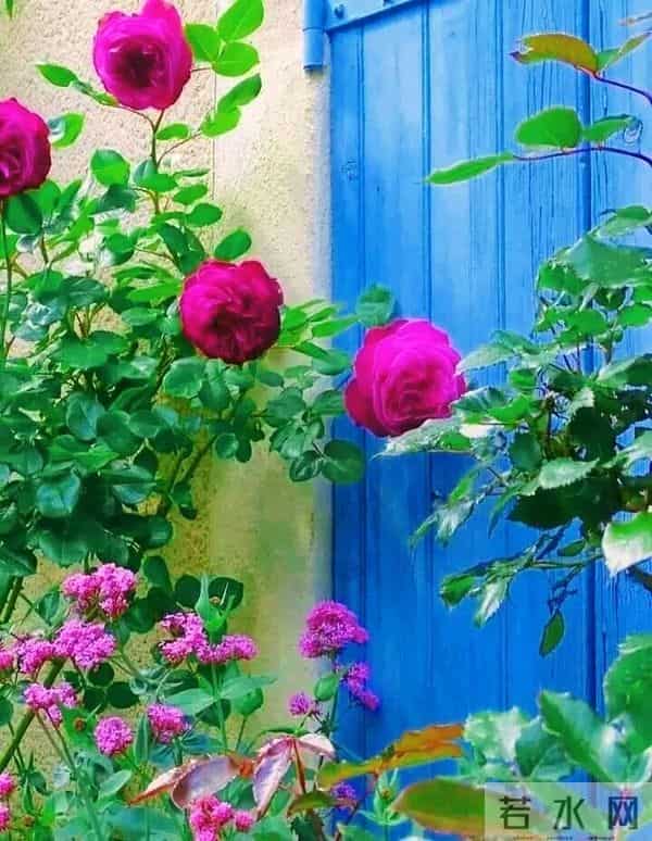 有个院子，一定要做的 3 件小事，幸福感飙升