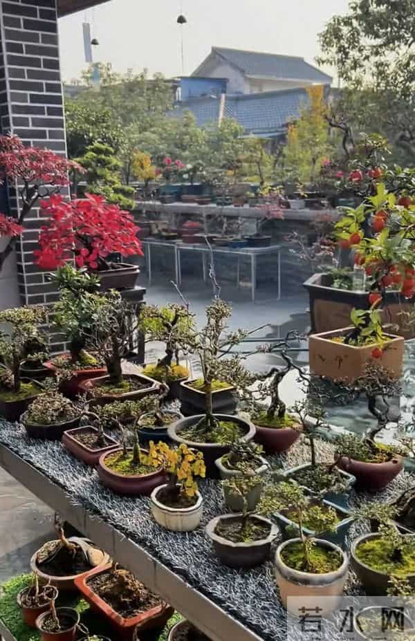 一盆装下“山野景”?爷爷亲传:3 类树桩盆景,各有各的讲究