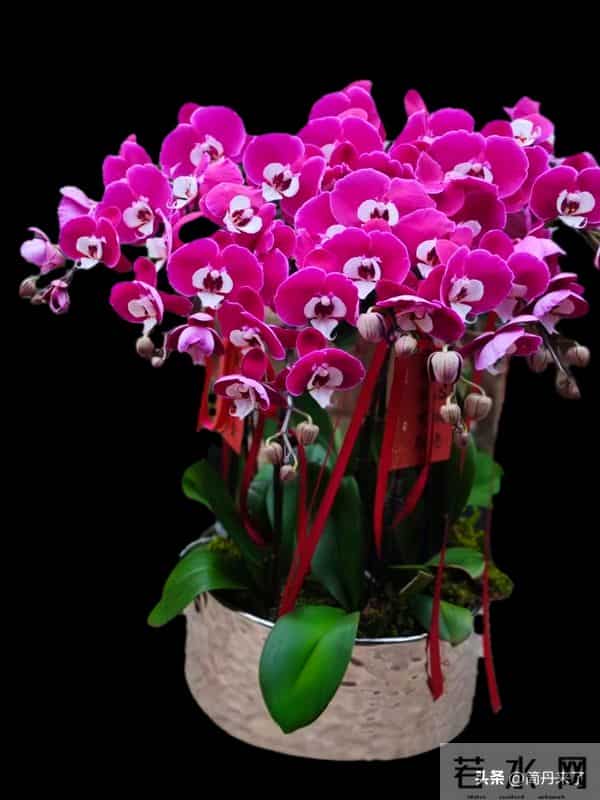 高贵不贵，幻影蝴蝶兰