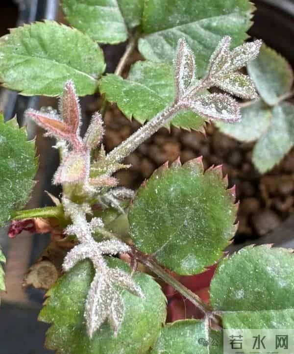 小苏打是“养花万能肥”，太好使了，不招虫不得病，养啥花都能旺