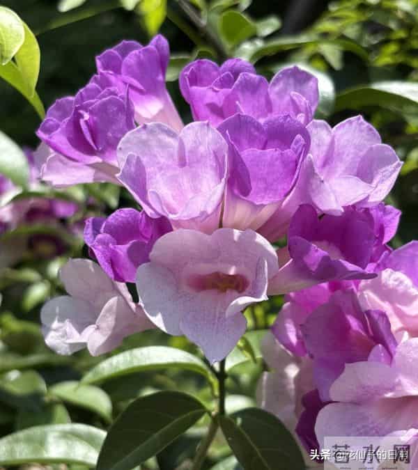 分享图片～鲜艳夺目，五光十色的蒜香藤《上汽》