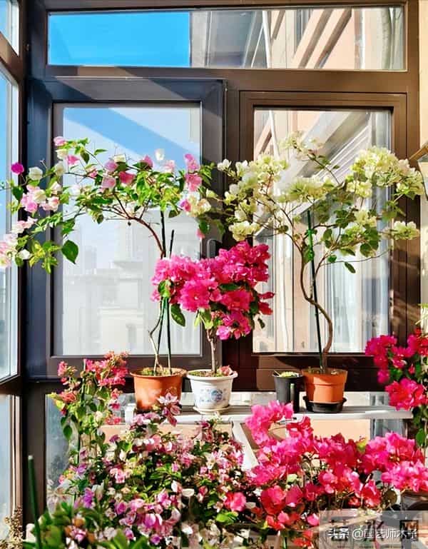 冬季三角梅掉花又浅色？暖气房做好 3 点，花苞艳压室外，新手也会