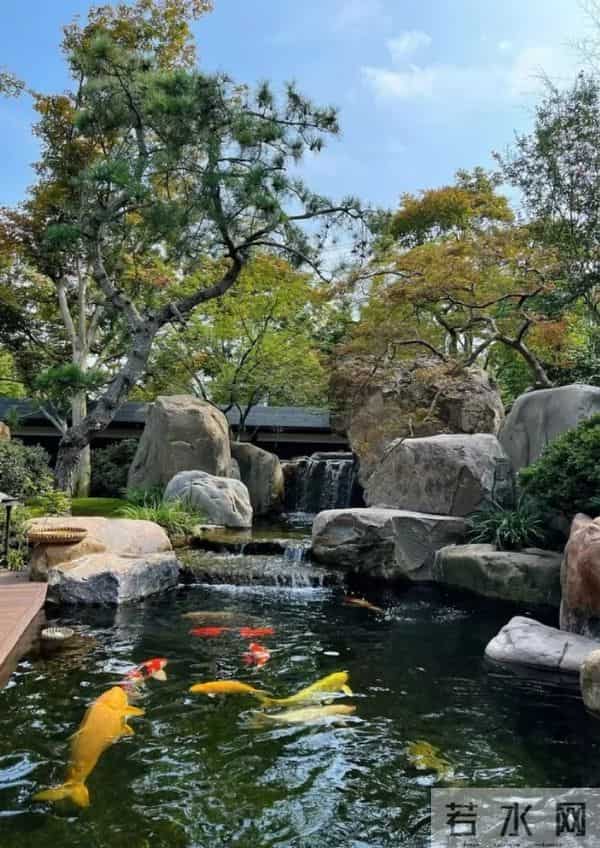 种树一定要种对位置！种错位置，后悔一辈子！