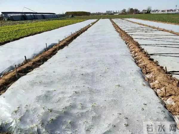 刮风下雪，芹菜盖膜必须加这步！很多人漏了