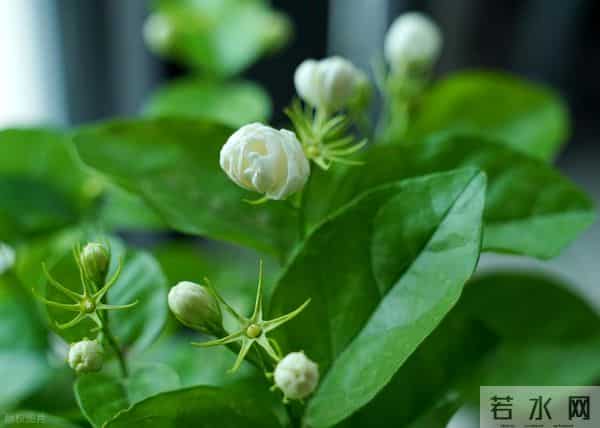 茉莉花冬天疯狂掉叶？做好这4点，来年开花爆满盆！