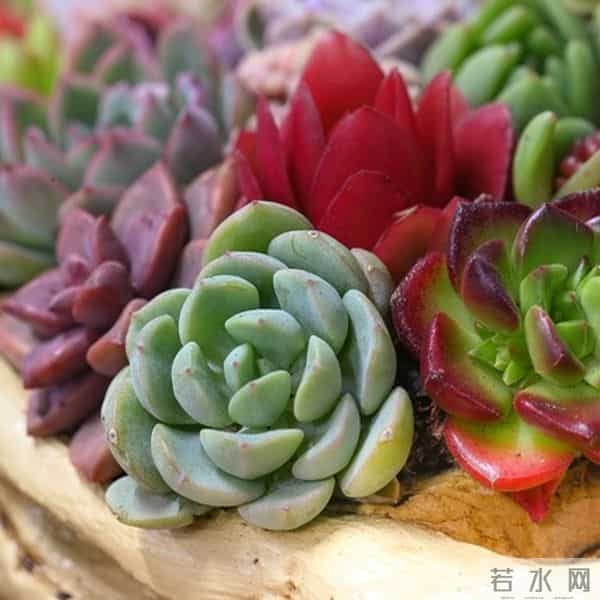 多肉养成果冻糖，靠4个反常识操作！第3个90%的人做反了