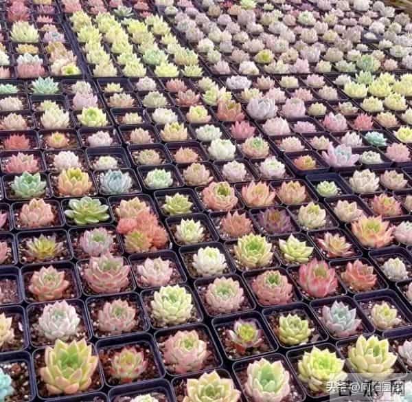 云南路边的多肉，用麻袋都装不完，本地人都不要，太多了！