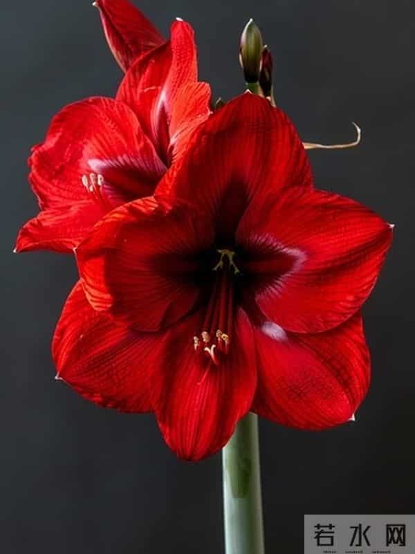 朱顶红12月催花秘籍：南北4区通用3步法，春节开花不赌运气！