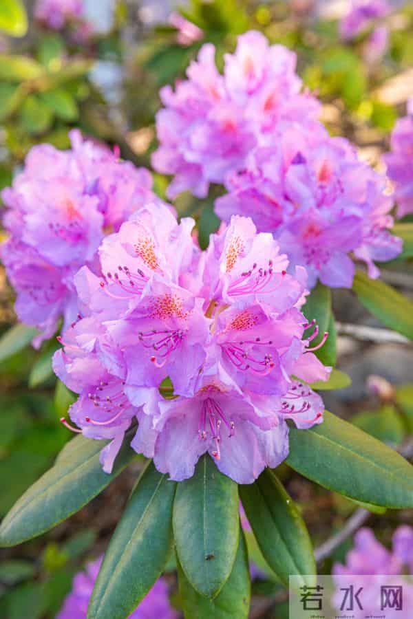 永远属于你、爱的快乐（杜鹃花）