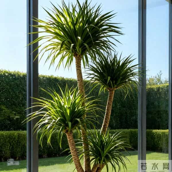 龙血树冻伤,叶子发黑就晚了!摸一处早3天发现,3步救回