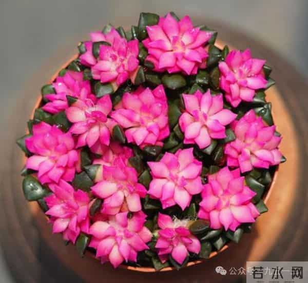 盆土板结硬邦邦？7种“自制松土肥”放一点松软如面包，根系疯长