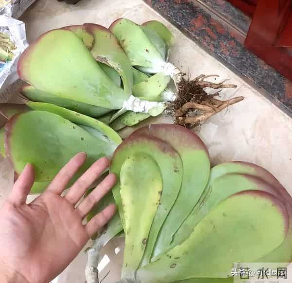 多肉地栽，长得比“脸盆”大，花盆限制了生长，地栽才是王道