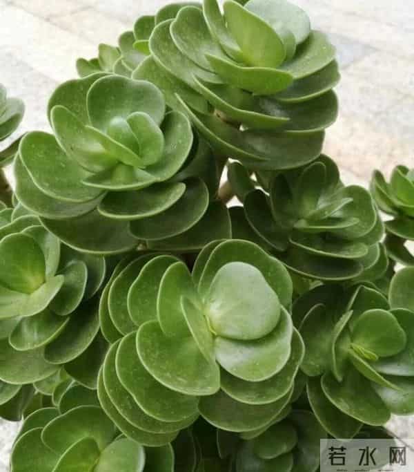 7种“耐旱怕冻花”，过冬记住3个保命招！