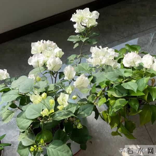 冬季三角梅掉花又浅色？暖气房做好 3 点，花苞艳压室外，新手也会