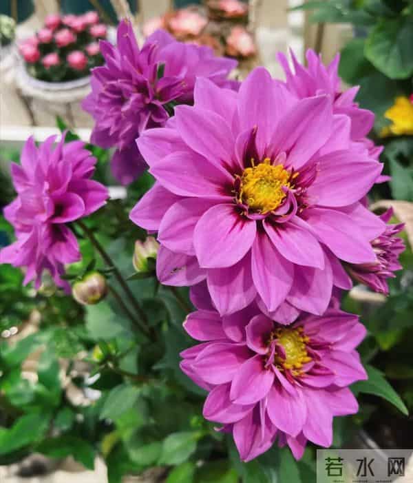 比脸大的“吉祥花”,竟然是“红薯块”长出来的!