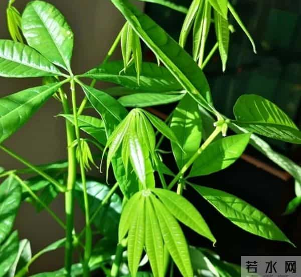 12月养花别乱浇水！这5种花草一浇就烂根，赶紧断水保命