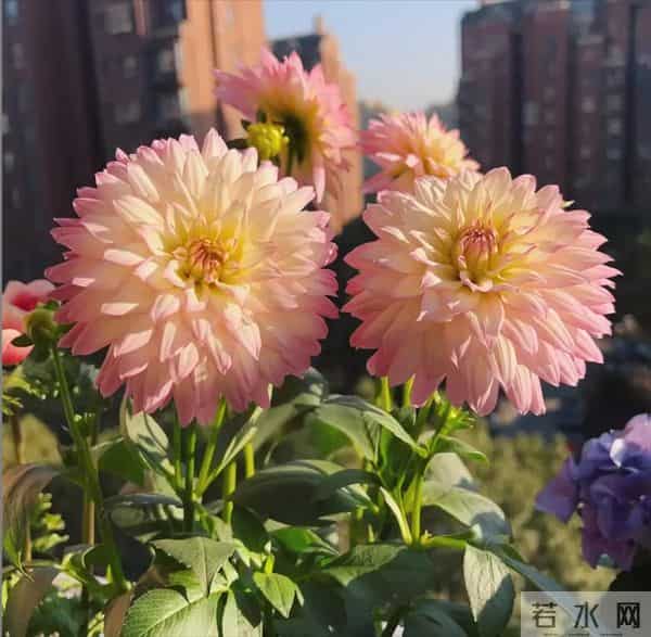 比脸大的“吉祥花”,竟然是“红薯块”长出来的!