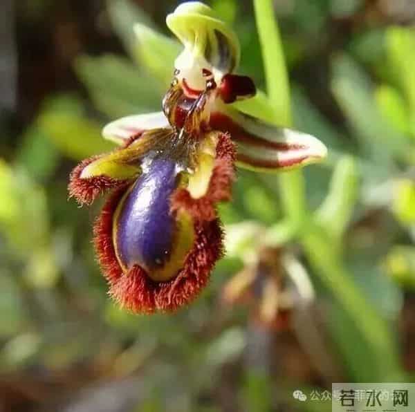 挑不出短板的热门兰,开花像小蜜蜂,耐阴皮实,北方户外也能过冬