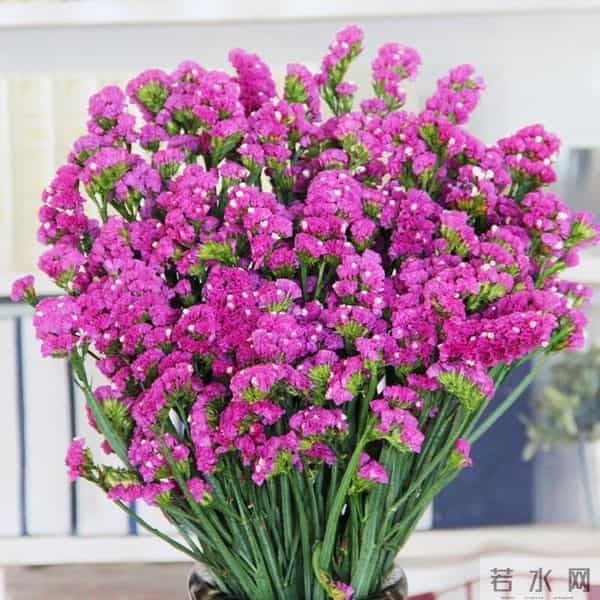 紫罗兰、勿忘我、丁香，3种香花美人，开花自带香，种一次香满屋