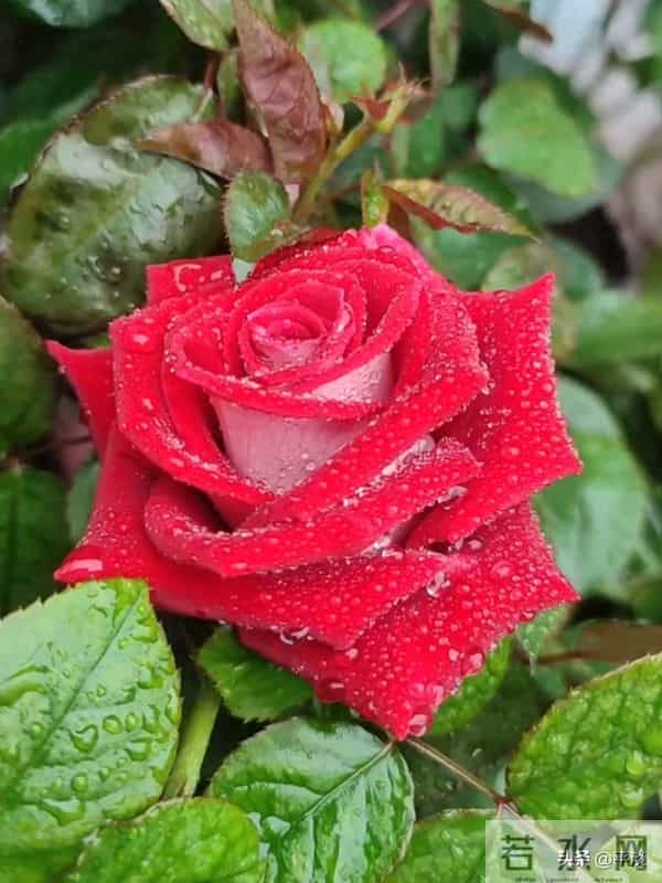 不同季节下的莫妮卡贝鲁奇月季花