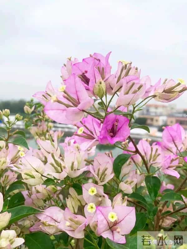 十种容易爆花的三角梅“老枝开花”品种，一开就爆盆