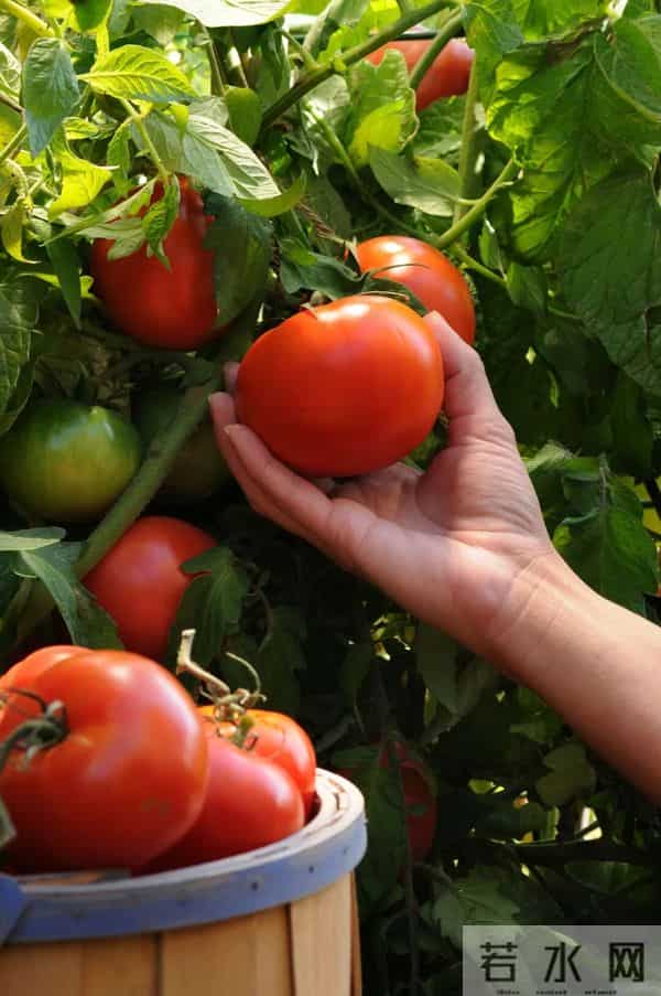 有个院子，一定要做的 3 件小事，幸福感飙升