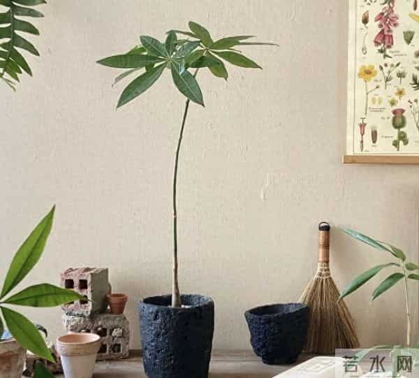 冬天养花别乱浇!这6种花“旱不死”一冬天不浇水也活新手闭眼养