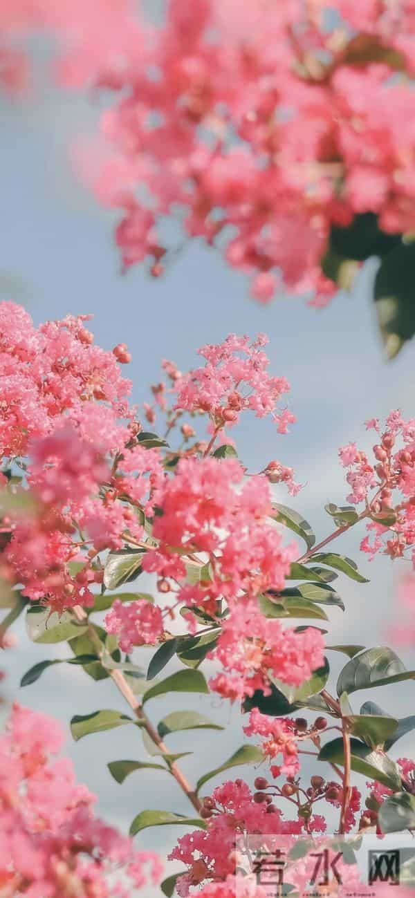 手机壁纸｜一路生花