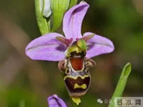 挑不出短板的热门兰,开花像小蜜蜂,耐阴皮实,北方户外也能过冬