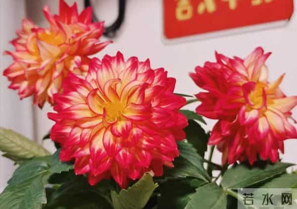 比脸大的“吉祥花”,竟然是“红薯块”长出来的!