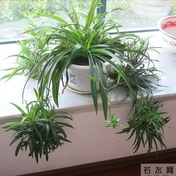 最怕冷的6种花，降温别忘给花保暖！马上做好保温措施，小心冻死