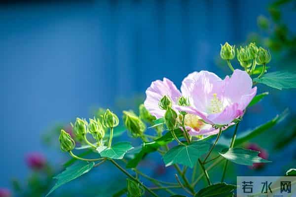 藏了8年的生活小偏方，低成本而且还好用，家家都能用