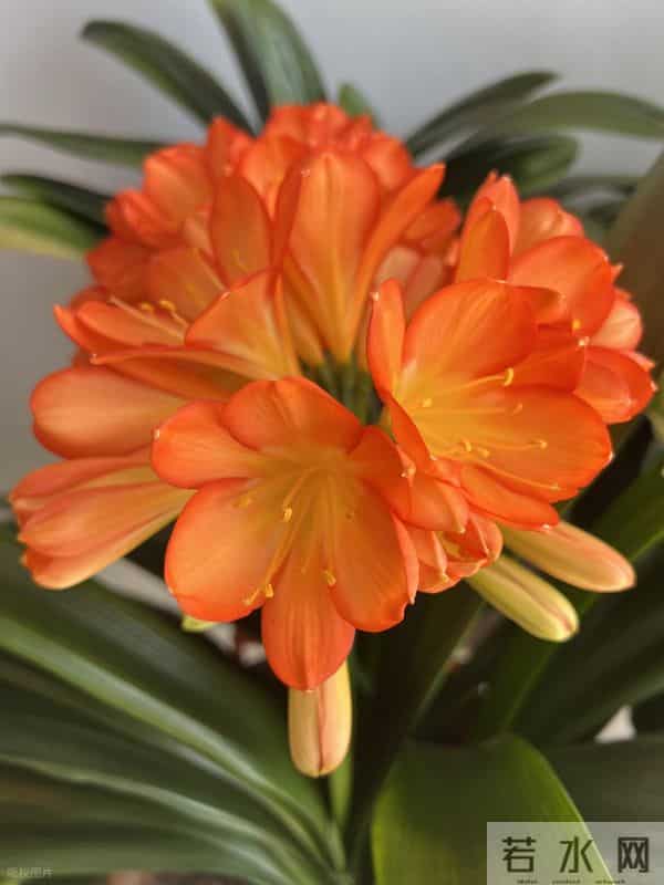 冬天君子兰别乱换盆!做好3点,叶片油亮花箭多