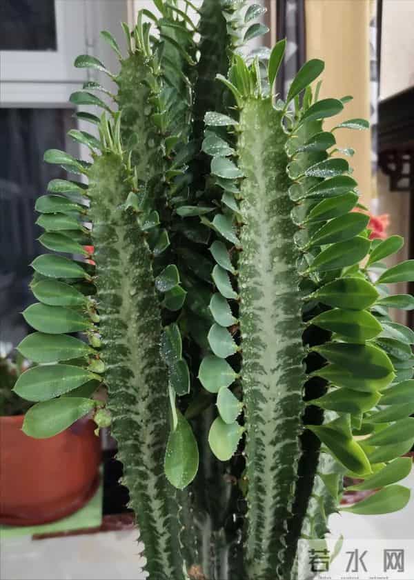 镇宅旺运的“镇宅木”，霸气又好养，一个月不浇水都死不了！